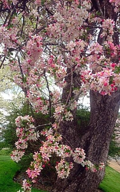 pink blooms